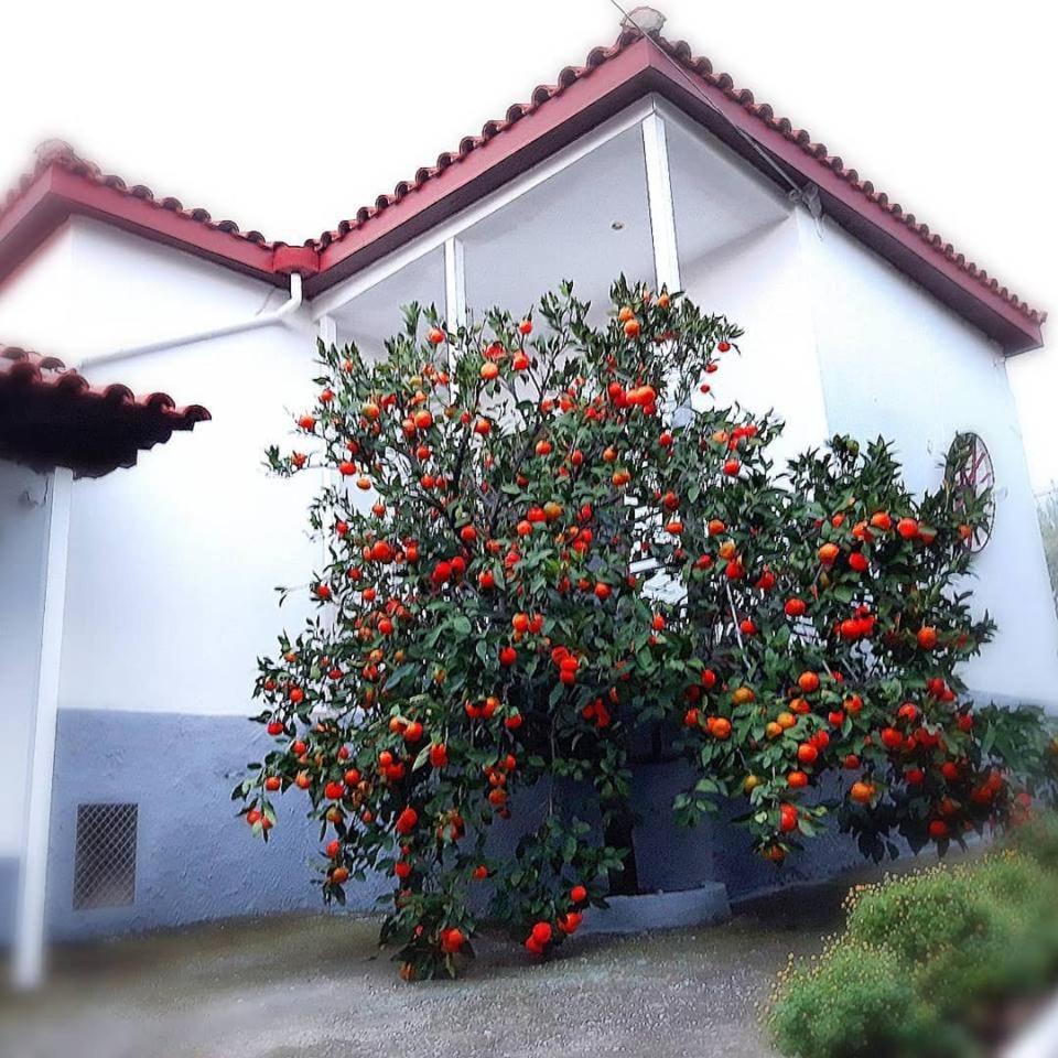 Dimos Bungalows Palaiontsiflikion Exterior photo